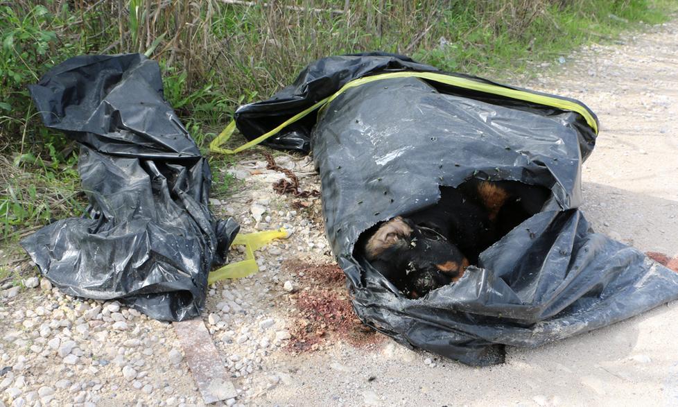 Carcassa di cane imbustata e gettata
