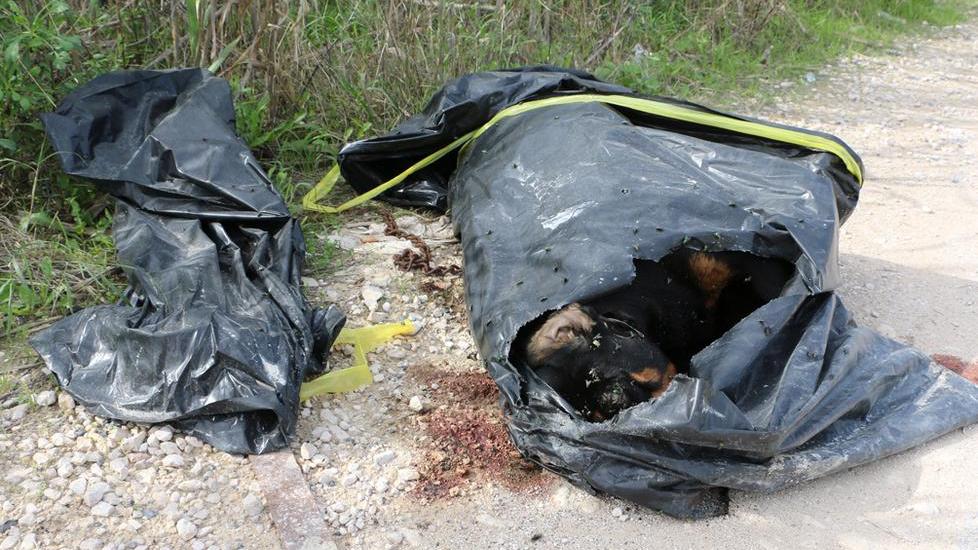 Carcassa di cane imbustata e gettata