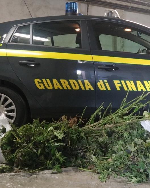 Scoperta piantagione di marijuana 
