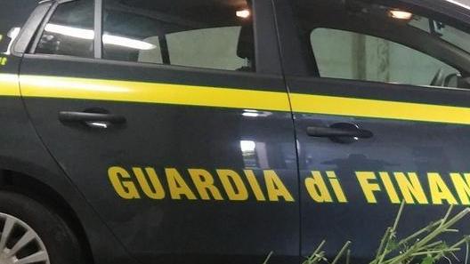 Scoperta piantagione di marijuana