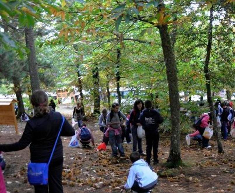 Guerra delle castagne a Pattada: raccolta vietata a chi non risiede nel paese 