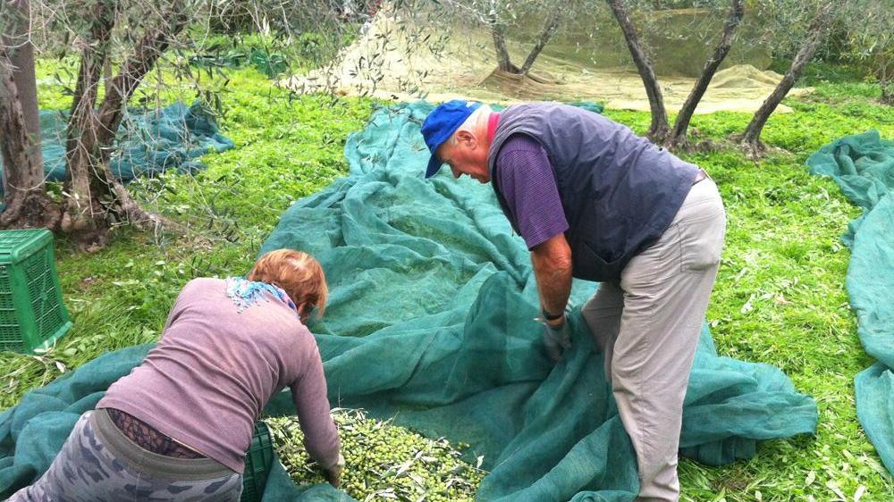 La raccolta delle olive (archivio)