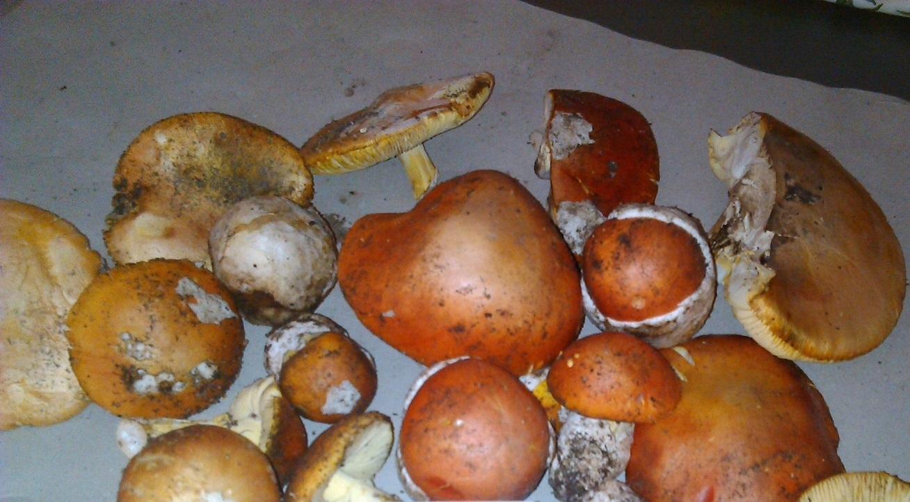 Alcune varietà di funghi