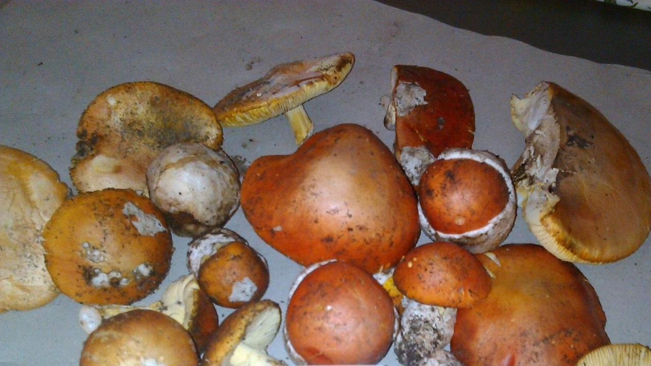 Alcune varietà di funghi