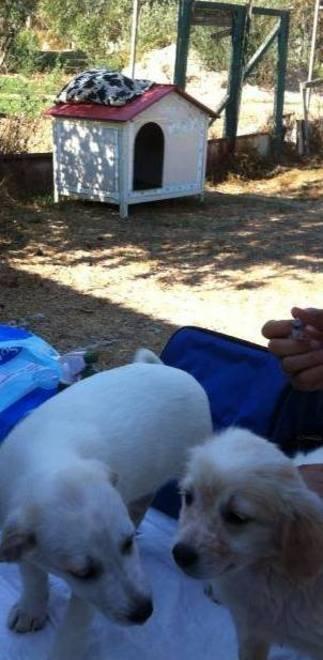 Il rifugio Tobia di Narbolia alla MiciAmici di Mortara