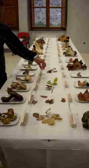 Una mostra sui funghi. Stangoni: «Faremo informazione»