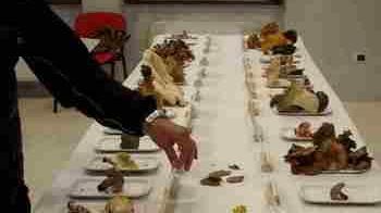 Una mostra sui funghi. Stangoni: «Faremo informazione»