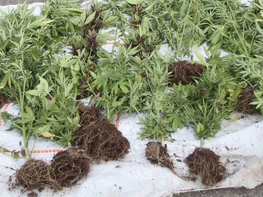 Scoperti in auto con tre chili di marijuana 