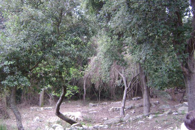 La foresta di S'Acqua Callenti a Castiadas