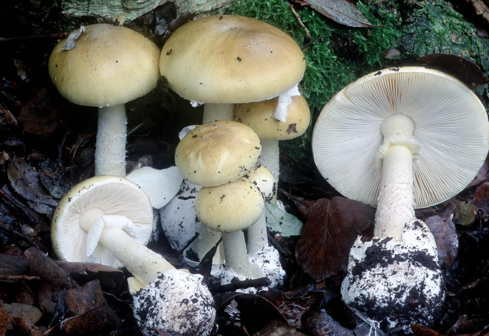Funghi, è allarme in Sardegna: oltre 50 intossicati 