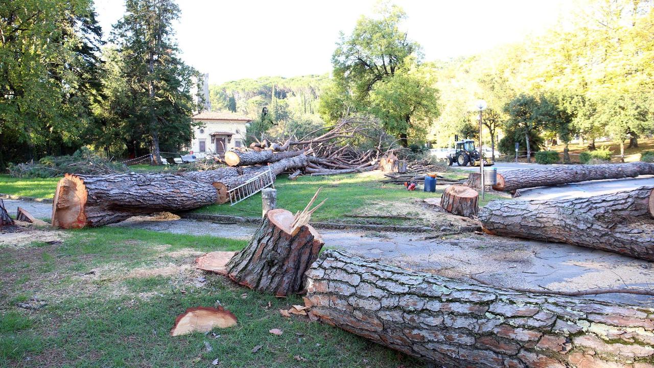 Iniziato il taglio degli alberi pericolosi in pineta