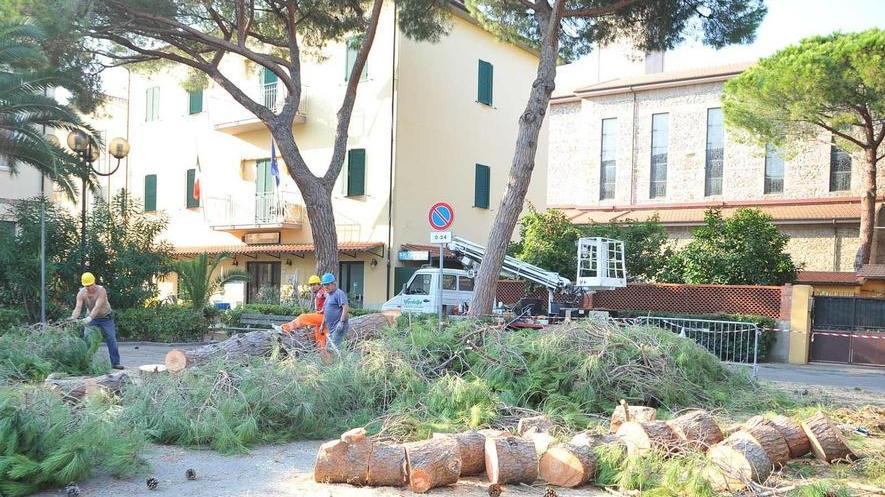 «Legambiente si sbaglia sul taglio dei pini»