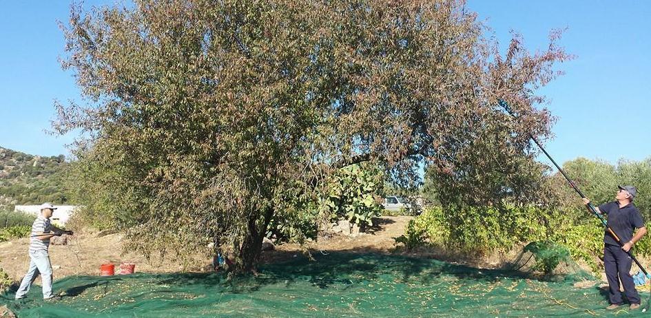 Oliena lancia l’operazione di recupero dei mandorli 