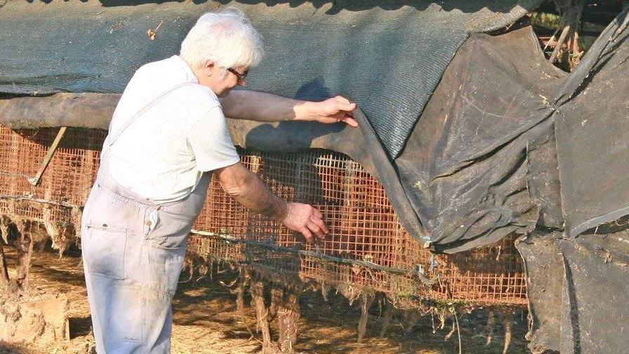 Liberati nella notte ottocento visoni a Jolanda