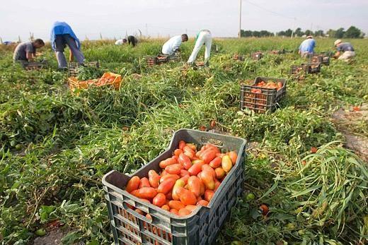 Lavoro nei campi, la raccolta dei pomodori (foto d'archivio)