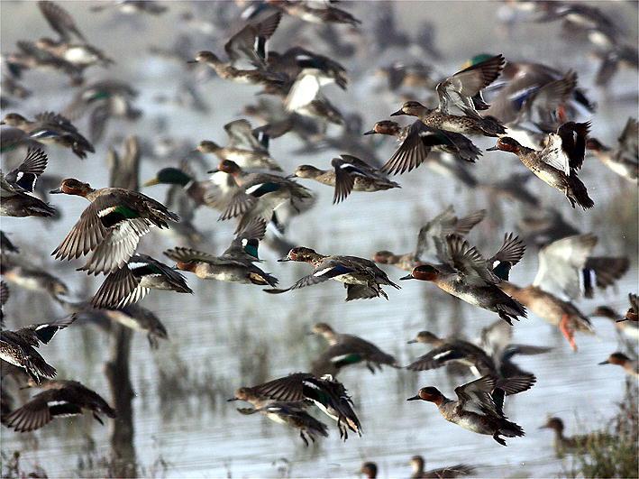 Le alzavole nel Padule di Fucecchio (foto Alessio Bartolini)