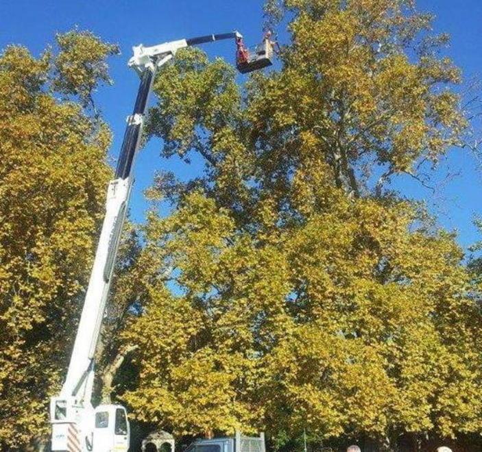 Sono pericolosi via all’abbattimento di 2 alberi secolari 