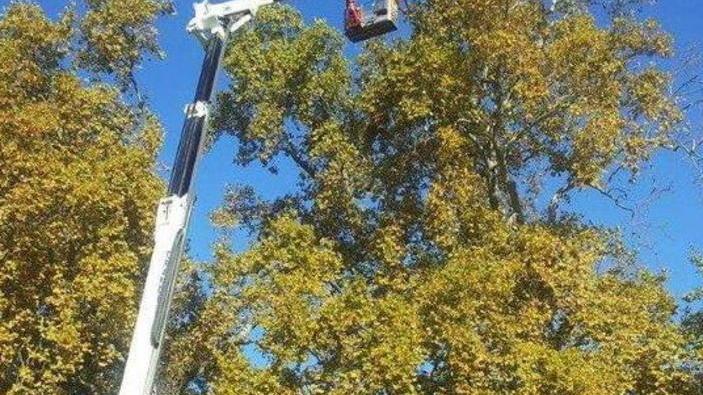 Sono pericolosi via all’abbattimento di 2 alberi secolari