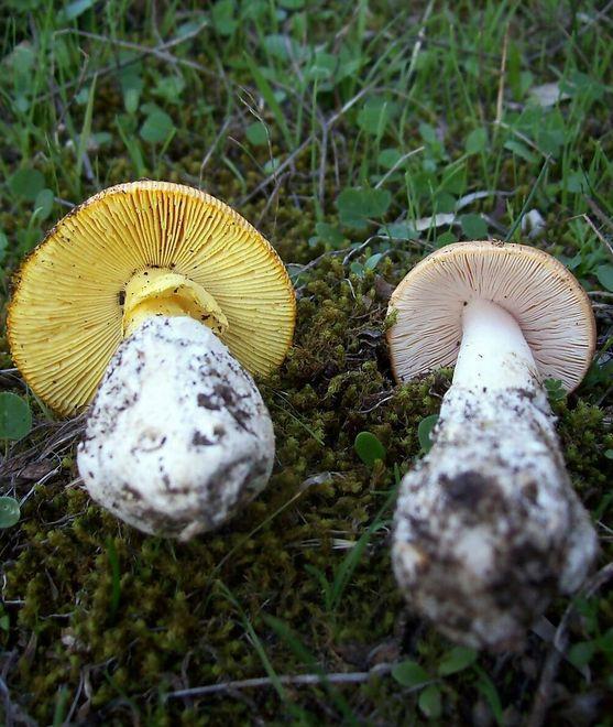 Intossicazione da funghi, un’altra donna all’ospedale 