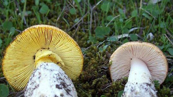 Intossicazione da funghi, un’altra donna all’ospedale