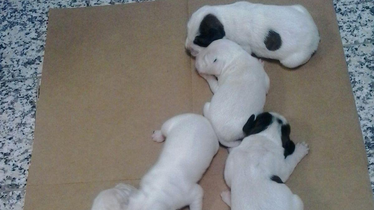 I cinque cuccioli trovati nella scatola di cartone
