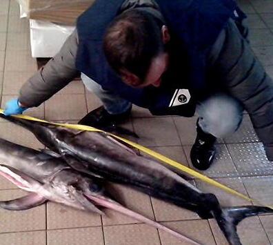 Il pesce era irregolare, multati tre ristoranti 