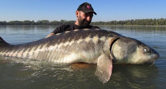 Uno storione da record pescato nel Po 
