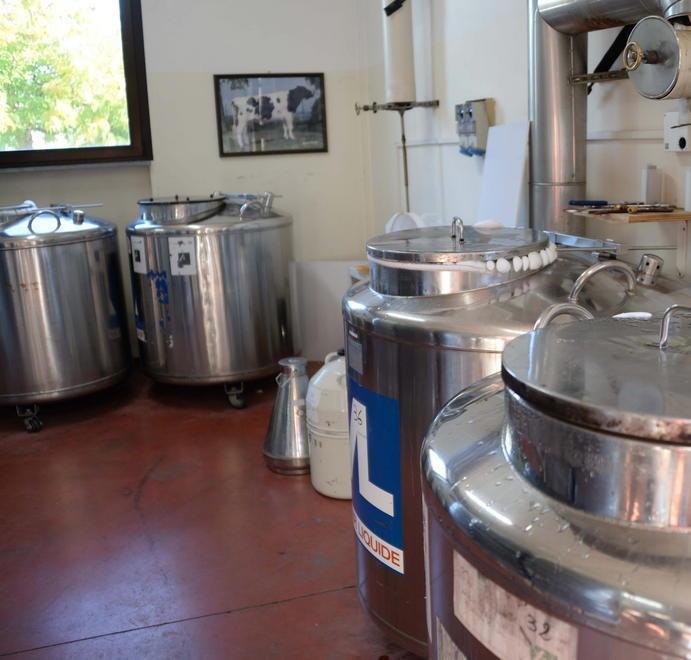Rinviato il trasferimento dei tori Gli operai: «Difendiamo il lavoro» 