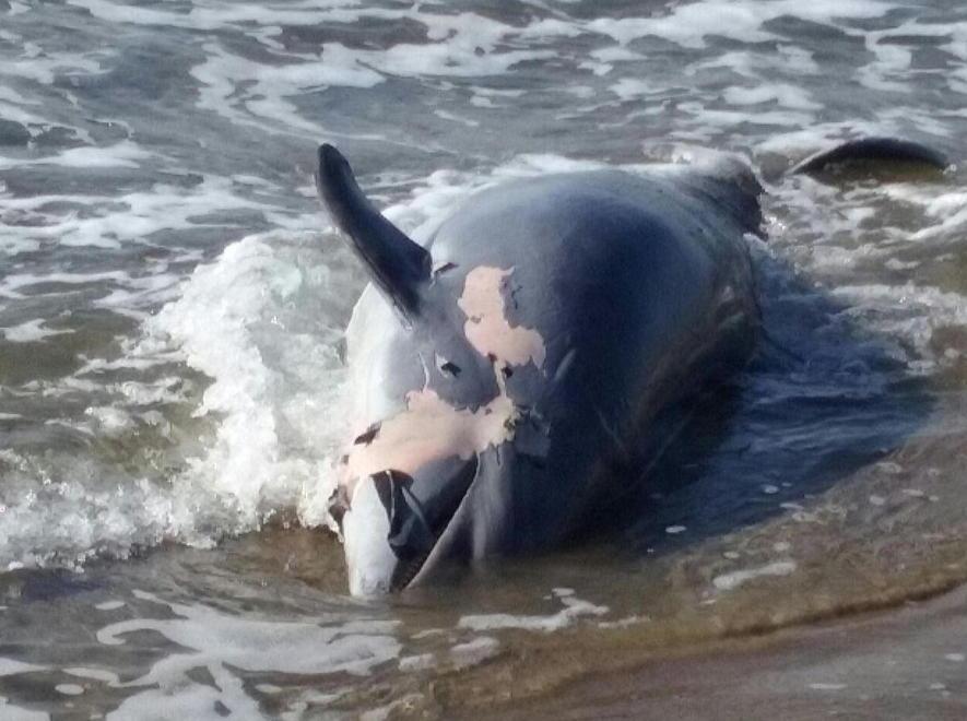 Delfino morto arenato in spiaggia 