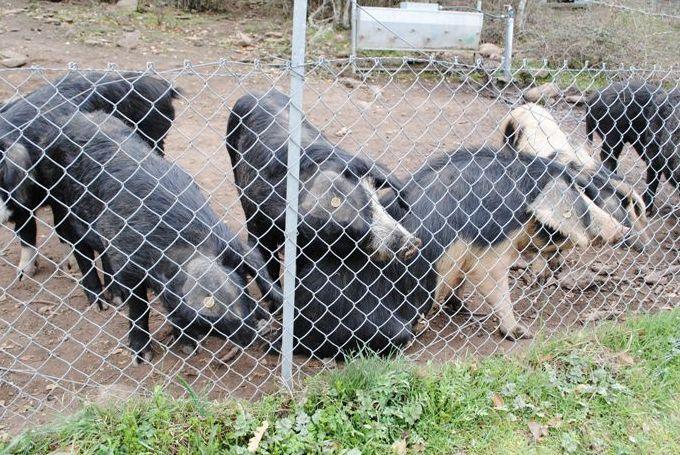 Pattada, riparte la lotta alla peste suina