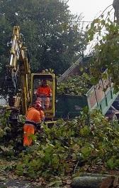 «Aree verdi aumentate Piantati 500 nuovi alberi» 