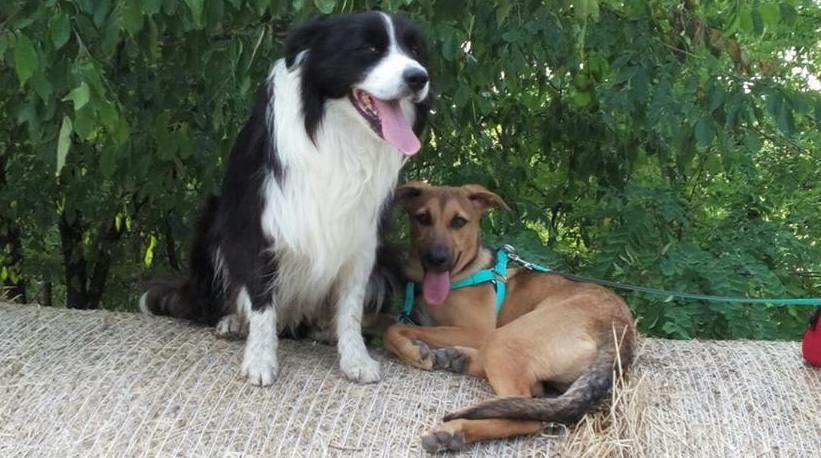 Appello su internet per due cani fuggiti da una casa