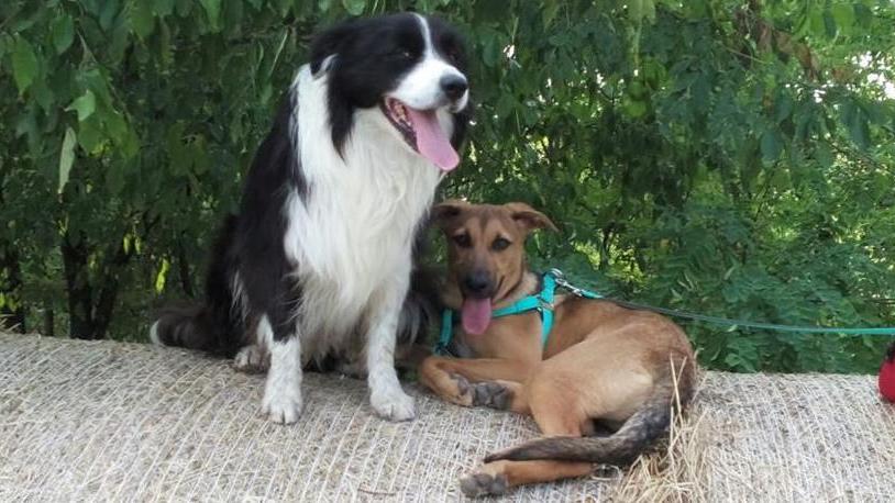 Appello su internet per due cani fuggiti da una casa