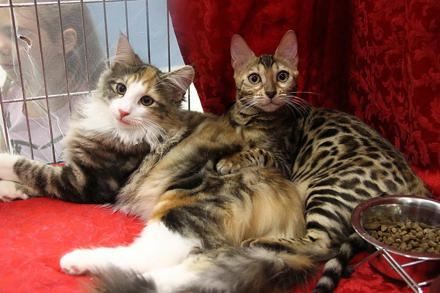 Da tutta Italia gatti in mostra a Castelnuovo