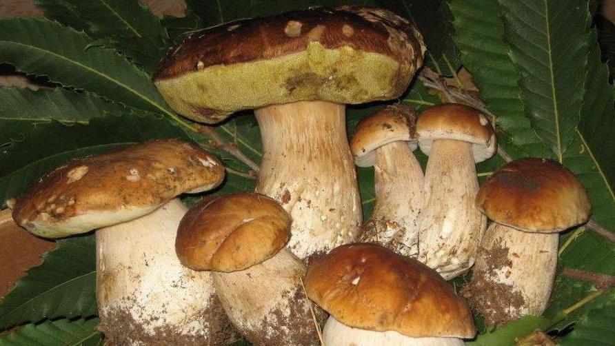 Passeggiata nel bosco alla scoperta del fungo