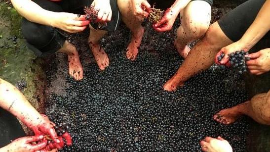 Olio e vino, a Potentino annata eccezionale