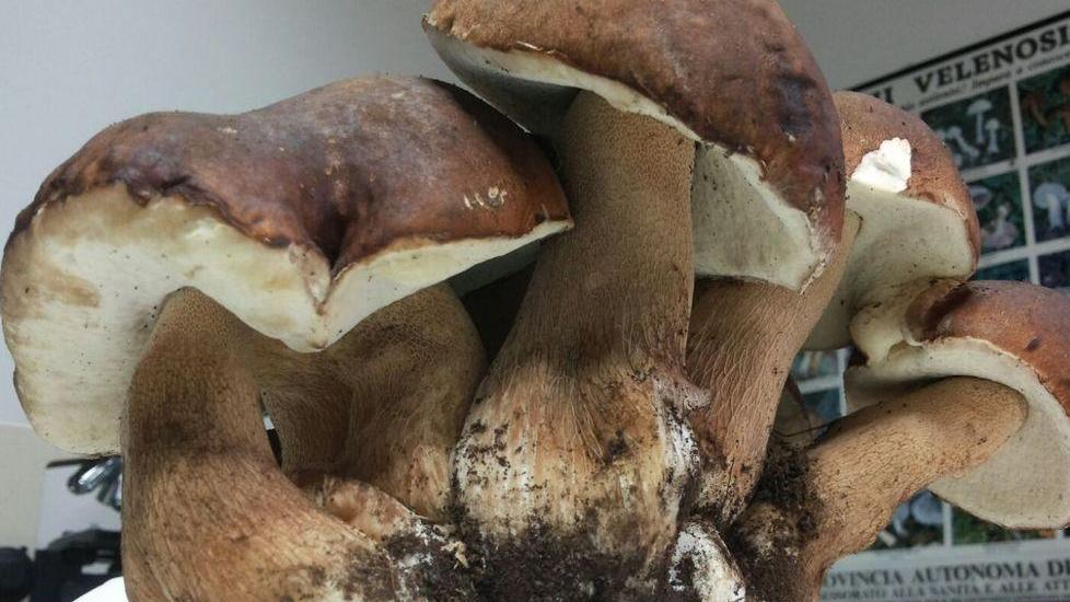 Via alla mostra micologica del Logudoro