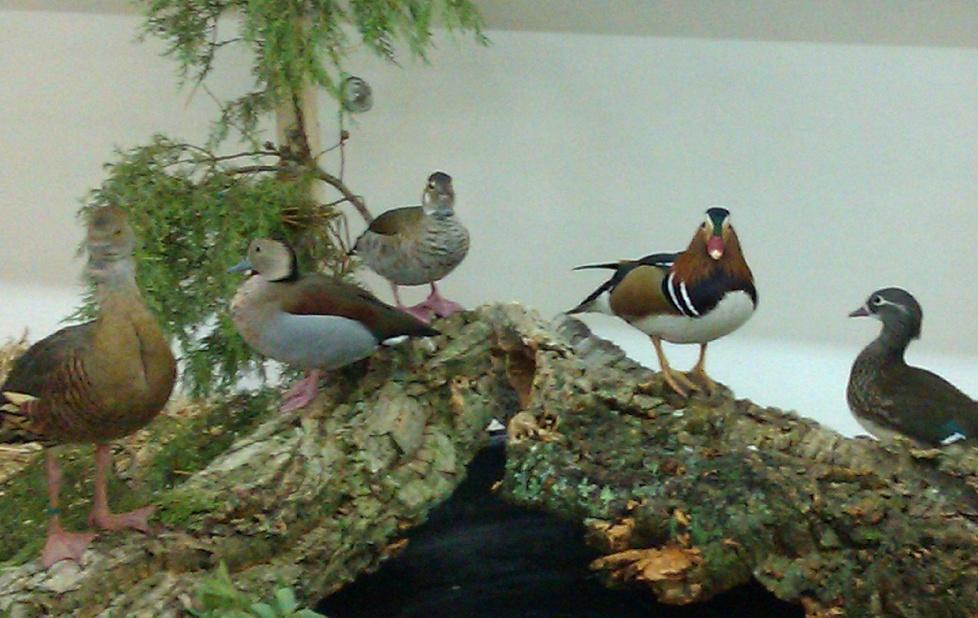 Mostra ornitologica, alla scoperta di duemila specie 