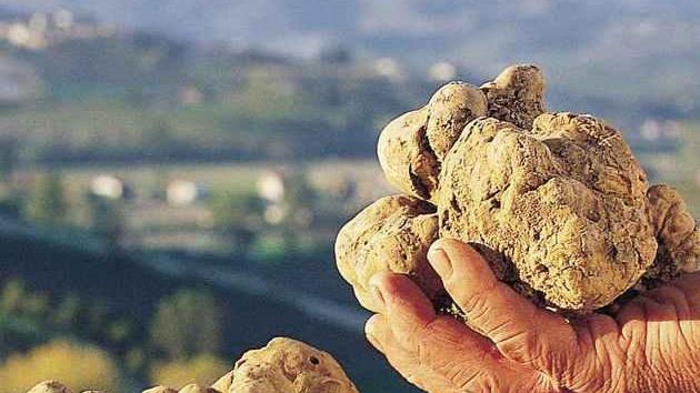 Sua Maestà il Tartufo
