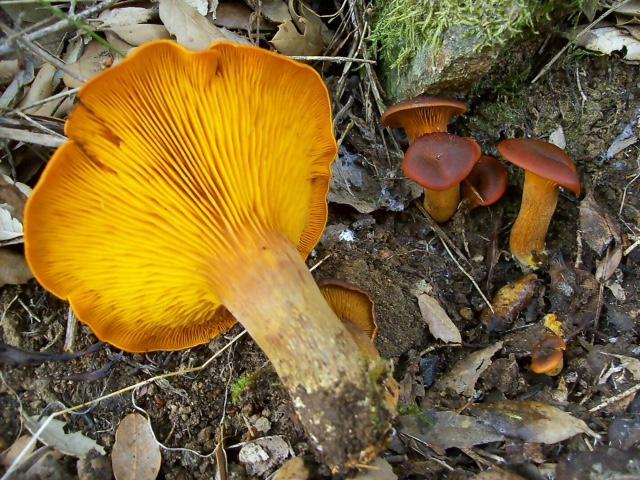 Tempio, mangiano funghi velenosi: in cinque all'ospedale