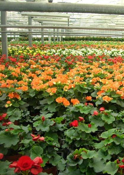 Accordo Floramiata, ex dipendenti in cassa integrazione