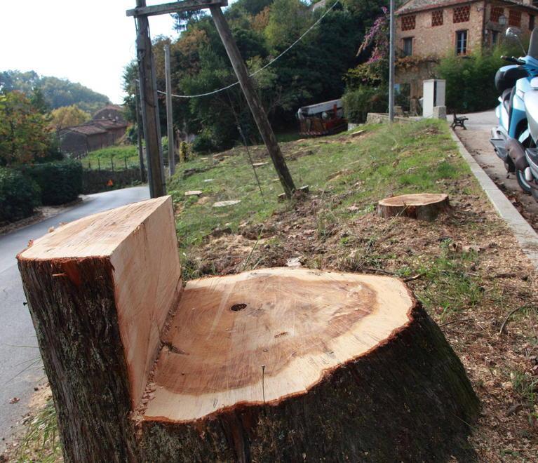 Del Dotto: necessario abbattere quei cipressi