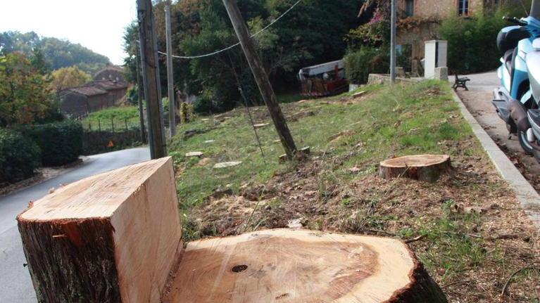 Del Dotto: necessario abbattere quei cipressi