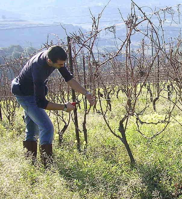 Manos de Oro entra nel vivo con il laboratorio di potatura