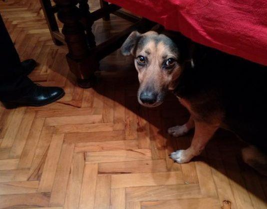 «Vietate i petardi animali a rischio»