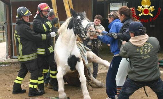 Ringo torna in piedi grazie ai pompieri 