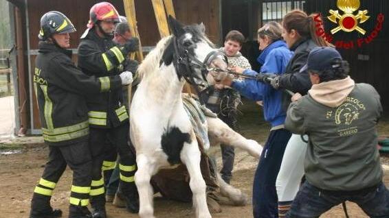 Ringo torna in piedi grazie ai pompieri