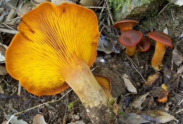 Funghi velenosi, in cinque all’ospedale 