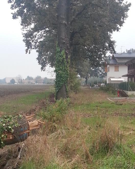 «Querce, ora l’abbattimento è da revocare» 