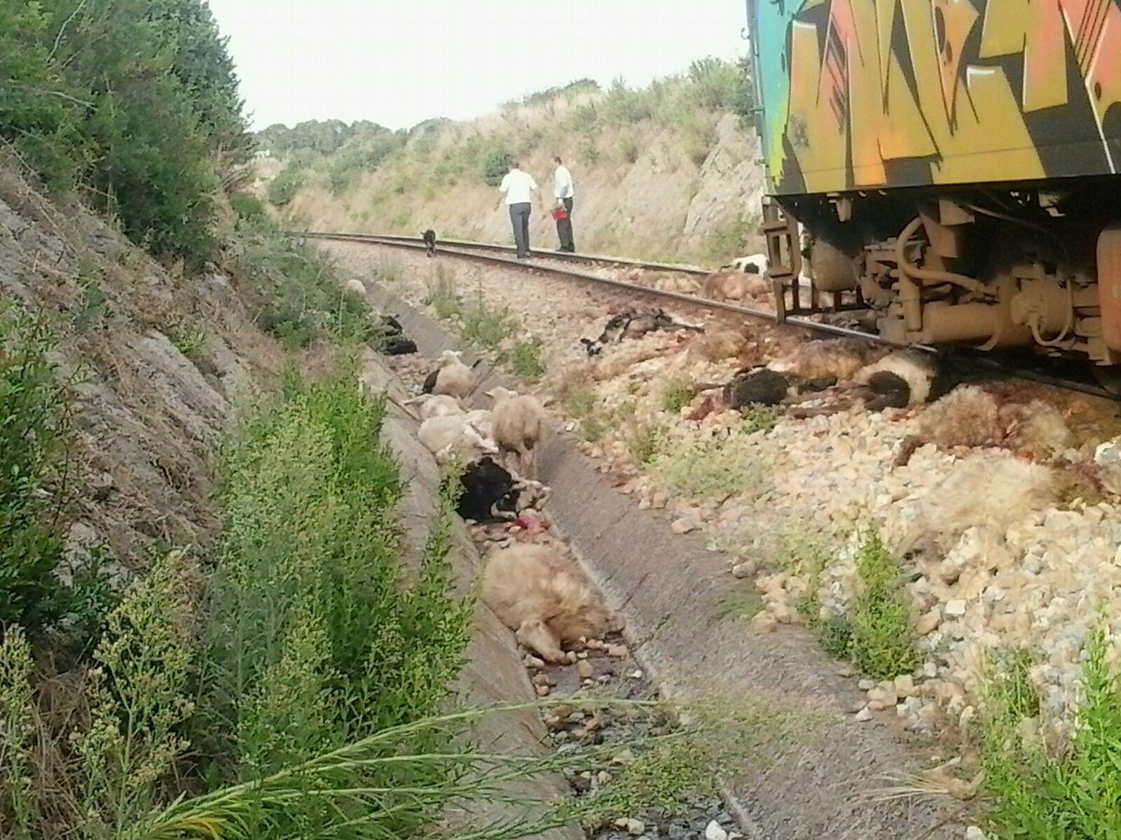 Pecore investite dal treno